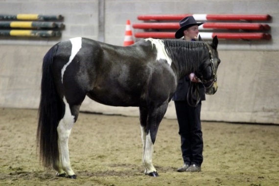 Showmanship